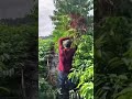 Panen kopi tinggal tebas #farming #agrikultur #automobile #teknikpertanian #satisfying