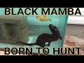 Diving For Aquarium Fish | Episode 7- Black Mamba: Born to Hunt