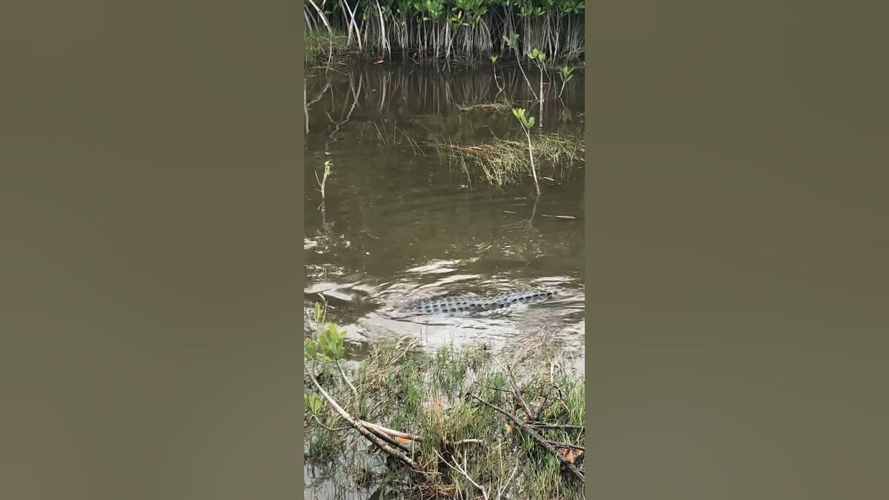 Seeing alligators in Marco Island Florida YouTube