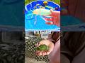 Kids Learn with Toys | Bug Insect Names: Millipede Katydid Rhino Beetle Caterpillar Dragonfly