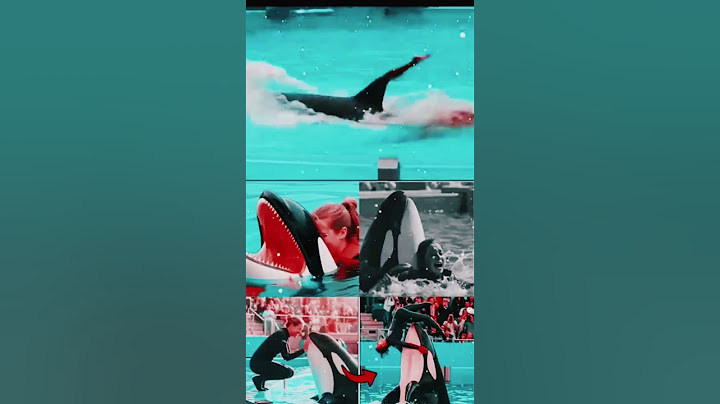 dolphin ne Malkin ko mar Diya hai, dolphin ek Janbar he or janvaro se kam dosti kakhni chahiye😭😭