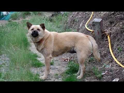 산속  <strong>두릅나무</strong> 밭을  지키는 귀여운 누렁이 ,Cute Dog. . Jeonju city( 全州市.전주 ). KOREA