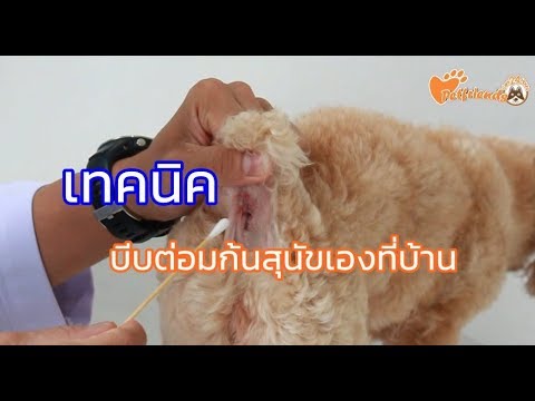 วีดีโอ: ทำไมสุนัขของคุณหายใจไม่ออก?