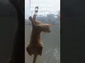 She's a climber indeed #ytshorts #cat #rescuekitten #cute #love #pawlife #kittenactivities #sweet