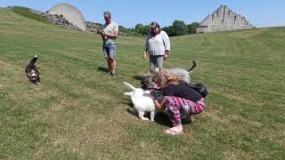 puppies in Spaarnwoude deel 1