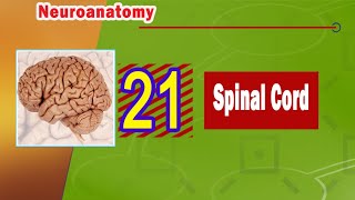 21. Spinal Cord Spinal Cord