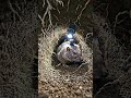 Tarantula POV 🕷️ Inside a Dark Underground Burrow #trending #viral #reels