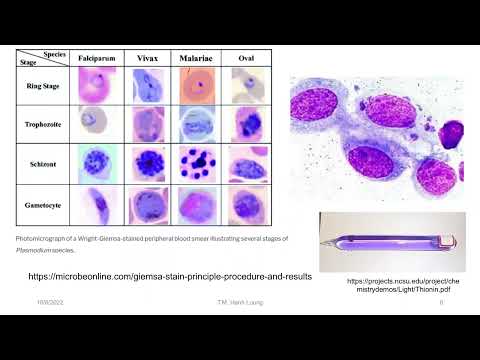 Video: Làm thế nào để tinh thể nhuộm tím tế bào?