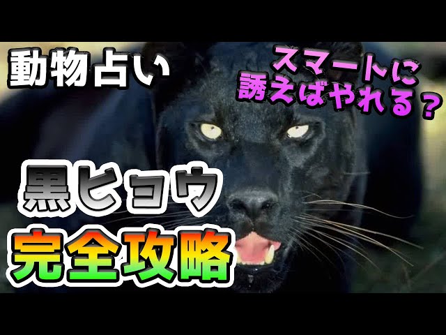 黒ひょう プロフ必読 個性心理学】黒ひょう 攻略法 vol.279 - YouTube