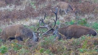 Red Deer Stags Fighting @ Bradgate Park