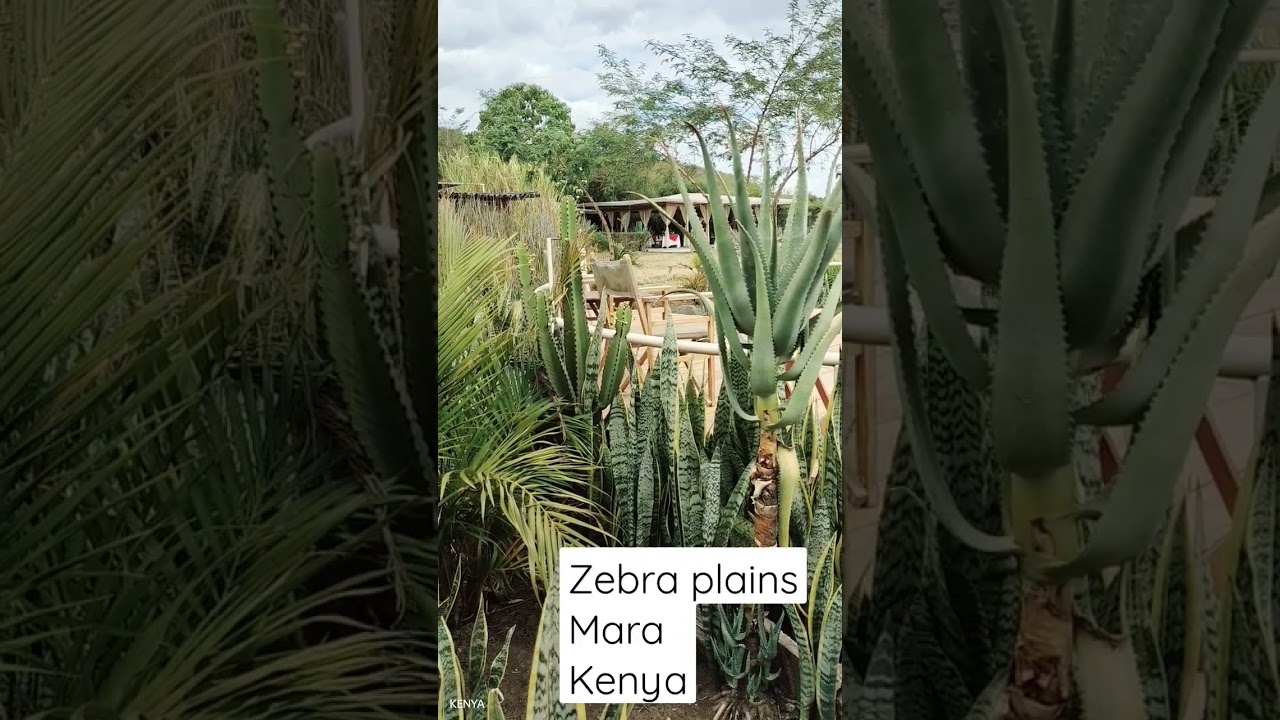 Zebra plains Mara camp Kenya