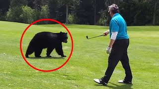 12 Bear Encounters Way Too Scary To Handle