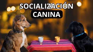 Cómo SOCIALIZAR a tu PERRO | Tips para EDUCAR a tu CACHORRO