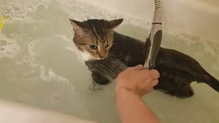 How to Shower a Cat, by Buckles DeWitt