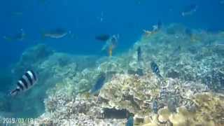 20150318硬珊瑚&熱帶魚4