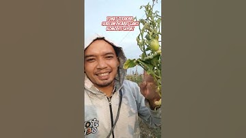 Tomat terakhir Sebelum dicabut ganti komoditi sayur! #shorts #petani #tomat #farmerlife #crops