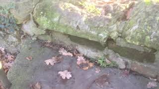 Bee Gees - Robin GiBB resting place for eternity at St Mary’s Churchyard.