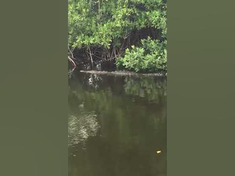 Crocodile in Key Largo - YouTube