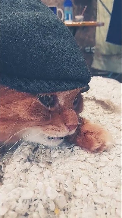 мой кот в кепке - YouTube