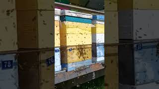 Отбор меда Заблуждение пчеловодов Пчелы и воздуходувка #анатолийстрелец