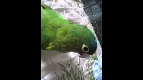 Perico chiflador ;)