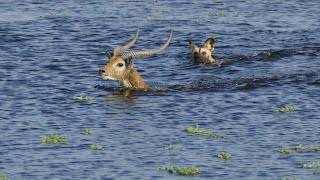 African Wild Dogs (Painted Wolves) Swimming Hunt for Lechwe. Video from a Botswana Safari.