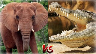 Нильский крокодил против Слона чем закончиться встреча этих животных?