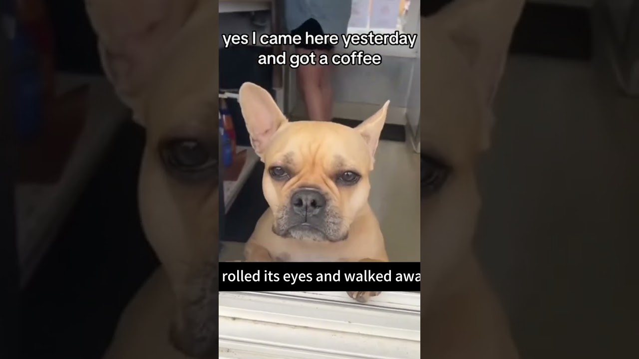 Dog rolling eyes