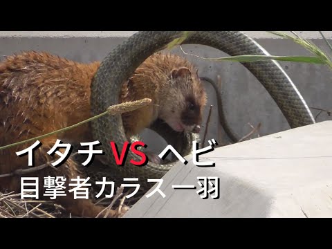 【動物】イタチVSヘビ(河原でバトル)