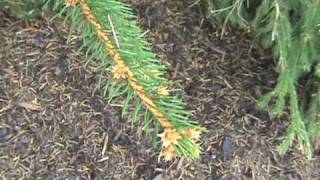 How to ID Picea abies