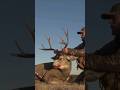Mule Deer Hunting GREAT BUCK DOWN #hunting #alwaysonthehunt #deer #deerhunting #alberta