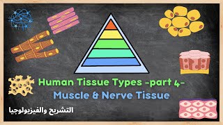 Anatomy & Physiology -10- | Muscle & Nerve Tissue | النسج العضلية والعصبية