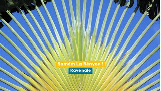 Samèm La Rényon, ravenala