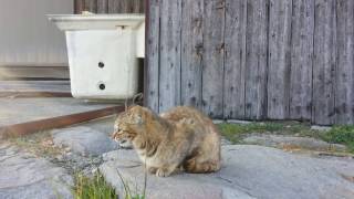 [猫島]島の子猫達