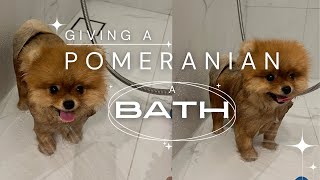 Pomeranian dog having a shower | How I bathe my dog