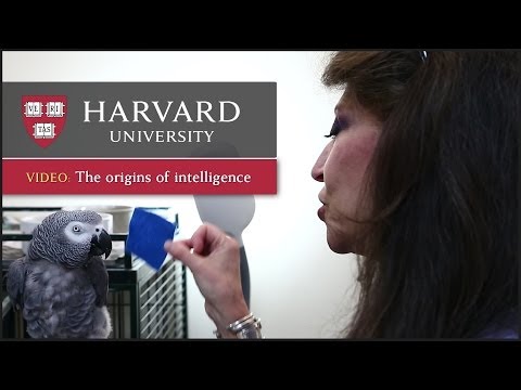 Talking parrots and the origins of human intelligence thumbnail