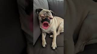 #ati pelo pausa a que este gordida yo muevo mi cintur#viral #short