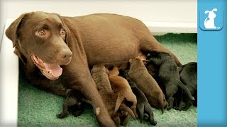 One Week Old Chocolate Labrador Puppies Wiggle Like Worms!  Puppy Love