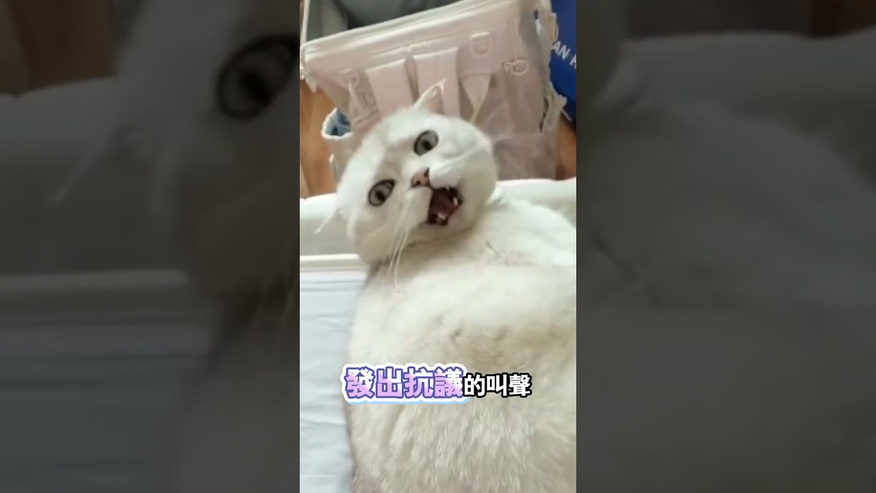 惹不起，我還躲不起嗎？