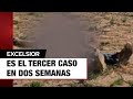 Jauría de perros devora restos humanos en Hidalgo