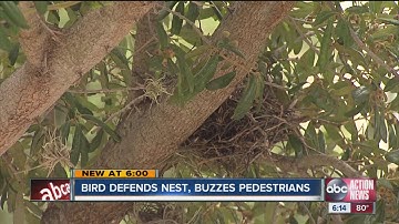 Mockingbird dive-bombs pedestrians in Sarasota