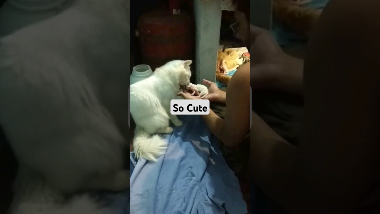 Cat Giving Birth: Cat givings birth to 3 kittens of the same color - Part 1.