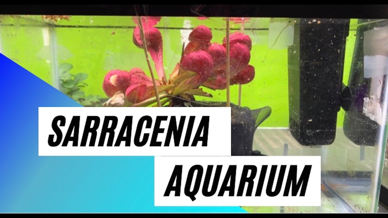 Sarracenia psittacina growing underwater - Aquarium Experiment #1