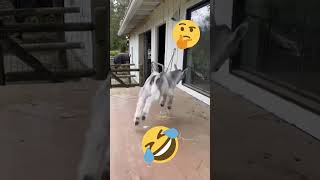 Cabrito Danado Empurra Outro Cabrito E Comemora Kkkkkkk shorts engraado sengraados