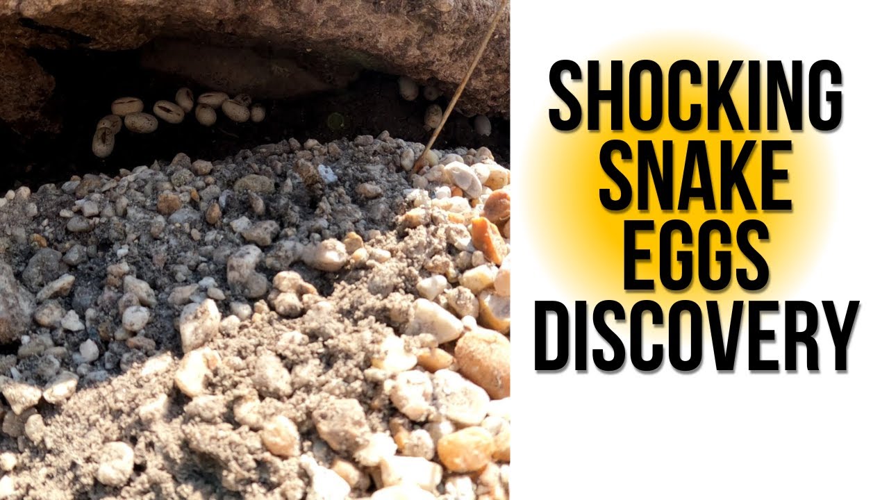 What Do Snake Eggs Look Like? (SHOCKING SNAKE EGGS DISCOVERY)