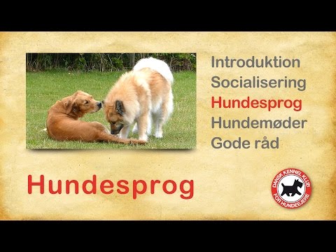 Hundesprog 3 - Hundesprog