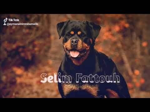 اجمد حاله واتس اب كلبي اجدع منكو