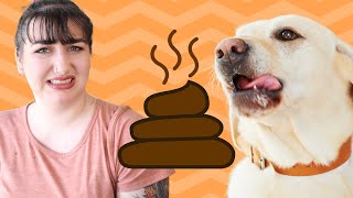 How to Stop Your Dog From Eating Poop and Why They Do It