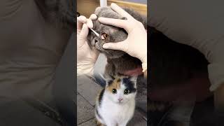 Cat Eye Cleaning Treatment | Vet Safely Removes Dirt from Kitten Eye 🐱👁️ #animalrescue #cathealth