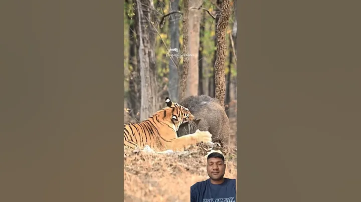 tiger Hunting wild boar 🐗 #wildlife #animals #nature #tiger #hunting #wildboar #hunter